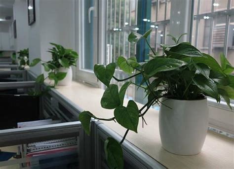 办公桌植物摆放位置 屋脊煞